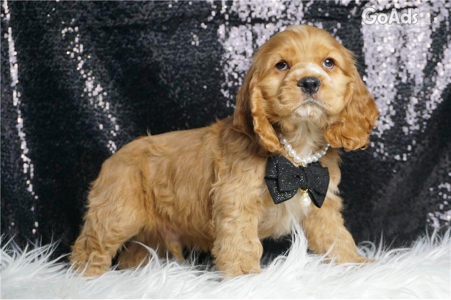 9 COCKER SPANIEL PUPPIES FOR SALE. 