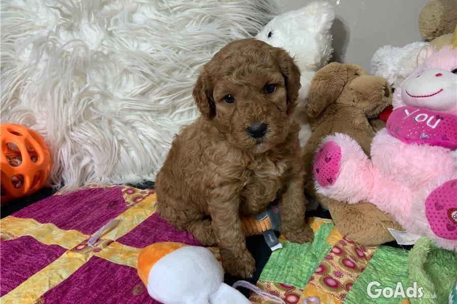 9 GOLDENDOODLE PUPPIES FOR SALE. 