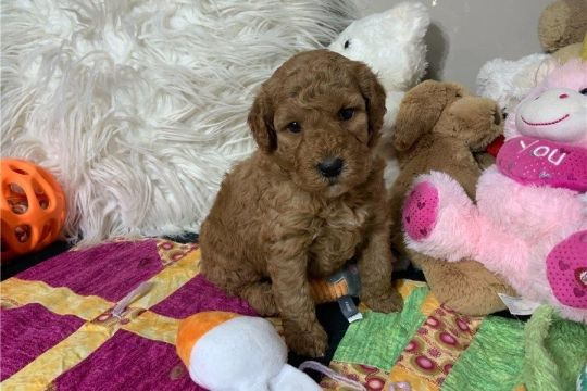 9 GOLDENDOODLE PUPPIES FOR SALE.