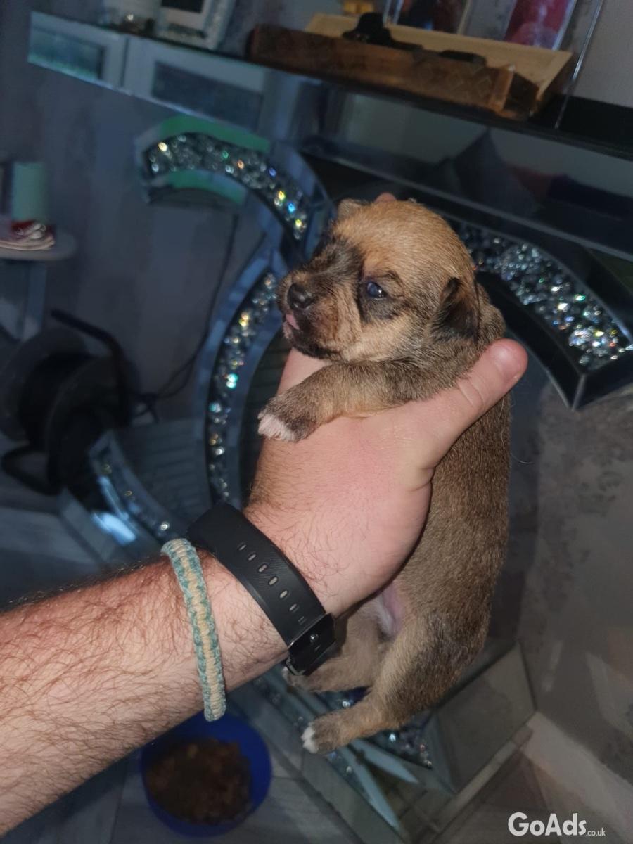 BEAUTIFUL CHIHUAHUA PUPS