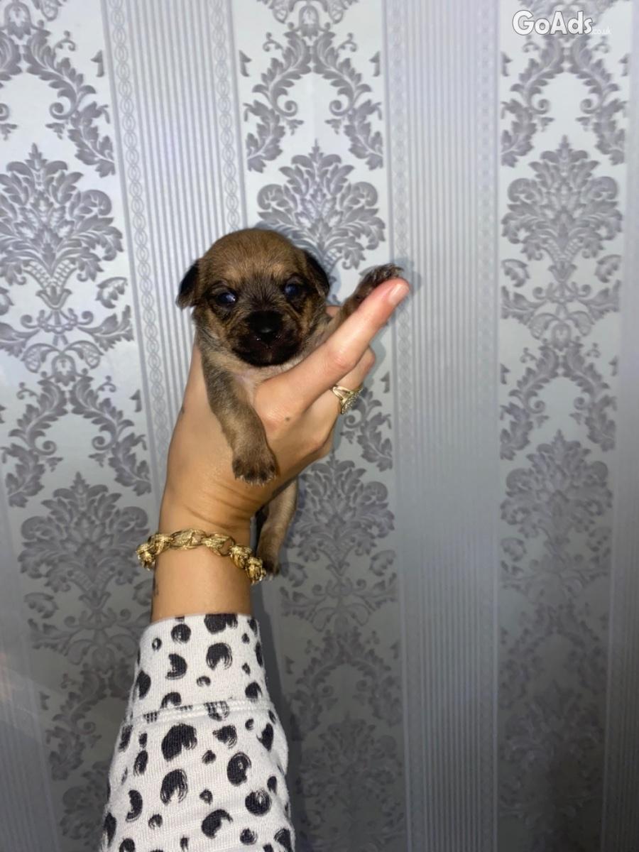 BEAUTIFUL CHIHUAHUA PUPS