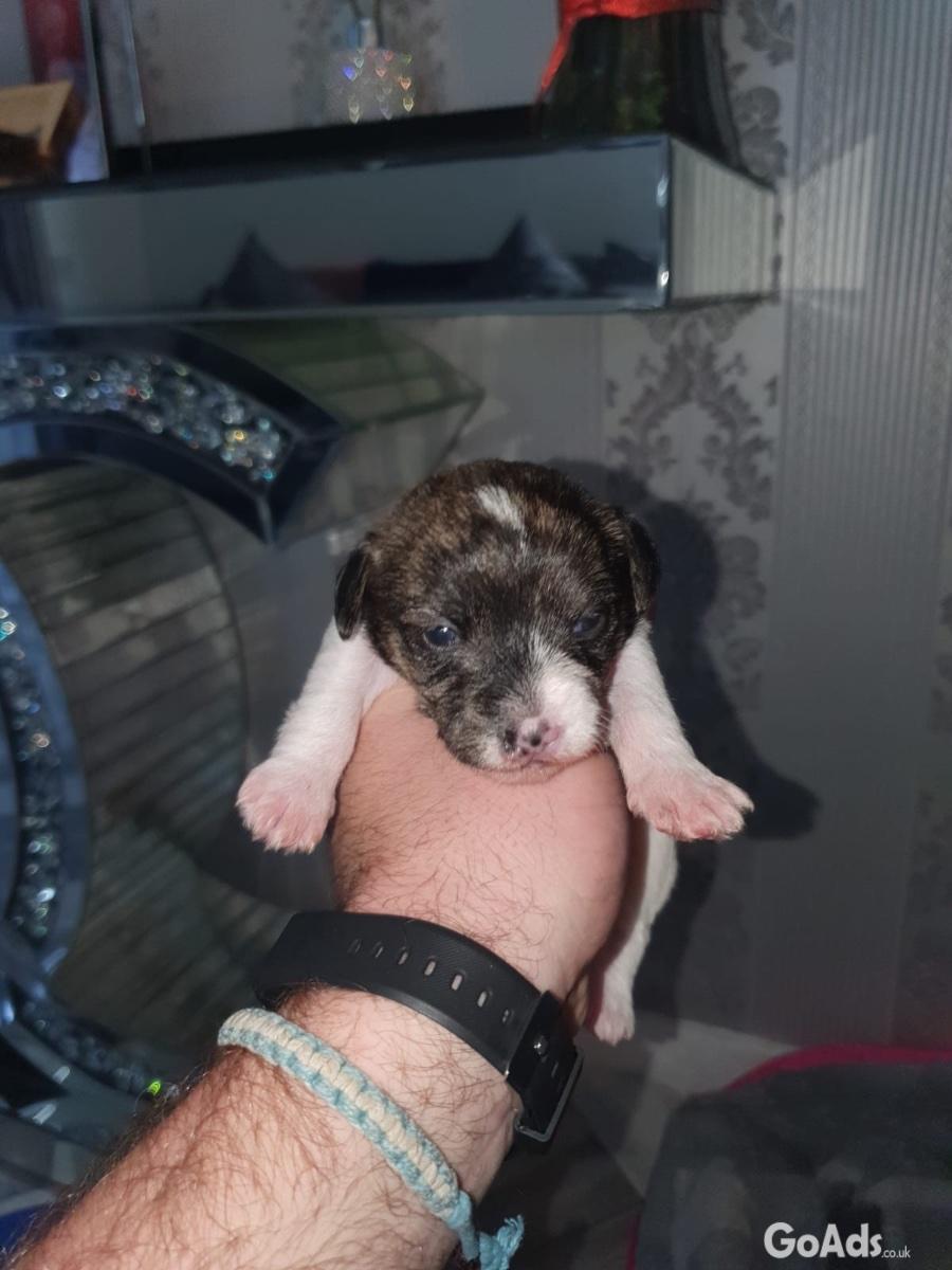 BEAUTIFUL CHIHUAHUA PUPS