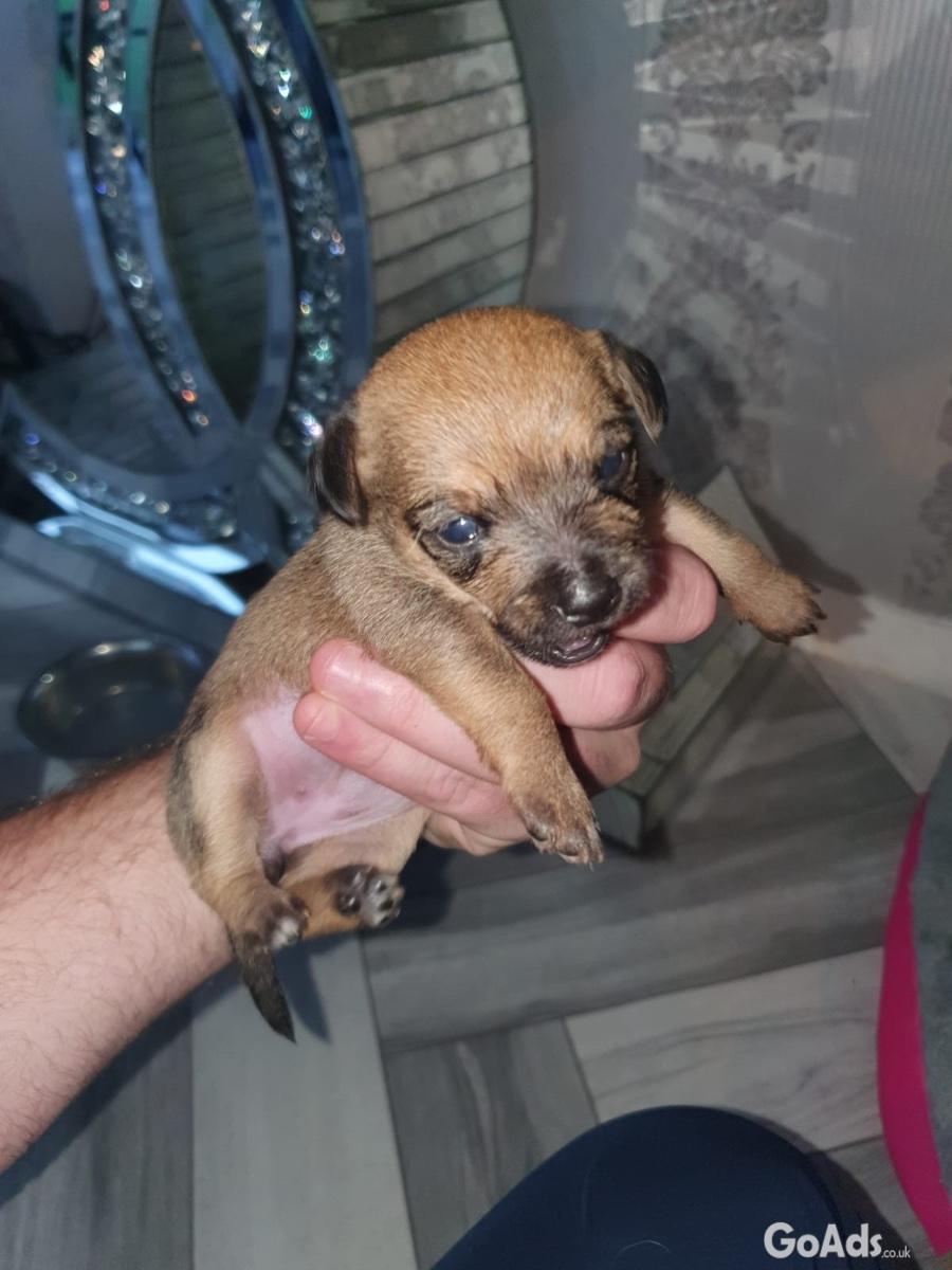BEAUTIFUL CHIHUAHUA PUPS