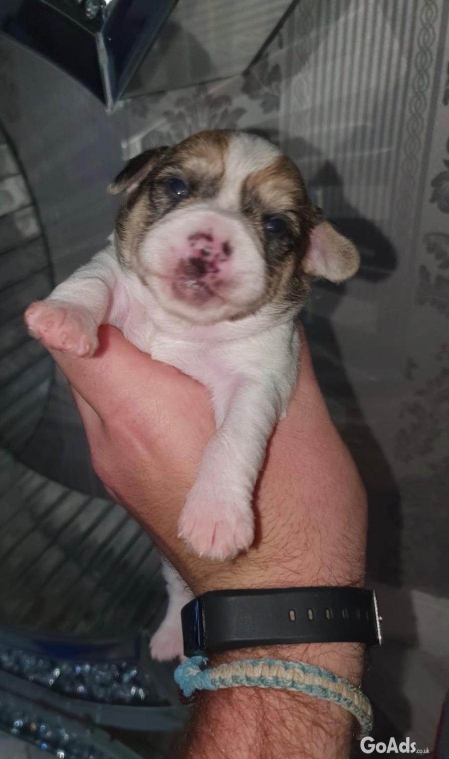 BEAUTIFUL CHIHUAHUA PUPS