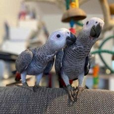 A Pair of Talking African Grey Parrots For Sale