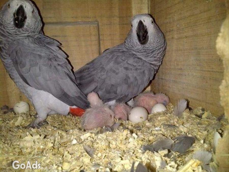A Pair of Talking African Grey Parrots For Sale