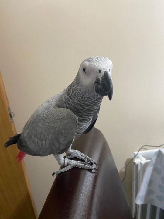 A Pair of Talking African Grey Parrots