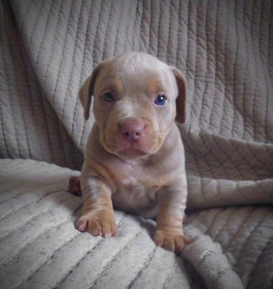 Abkc registered pocket bullys