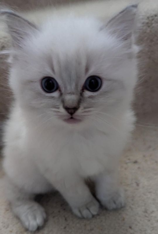 Absolutely beautiful Blue Mitted Ragdoll kittens.