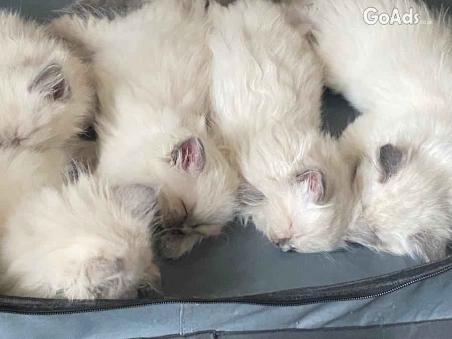 Absolutely beautiful Blue Mitted Ragdoll kittens.