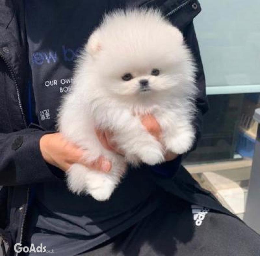 Absolutely delightful Pomeranian Puppies available for purchase 