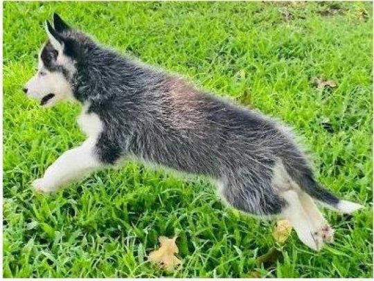 Active super KC registered Boys & Girls Siberian husky Ready Now For S