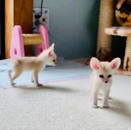 Adopt fennec fox in United Kingdom