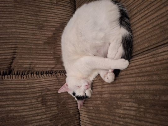 Adoption 3 year old female cat