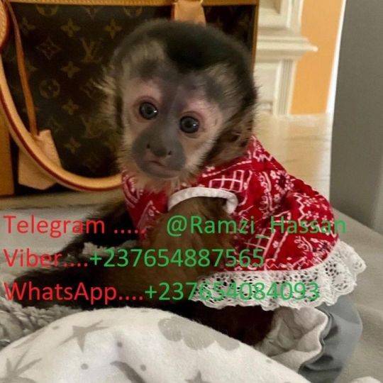 Adorable and Sweet Capuchin Monkeys