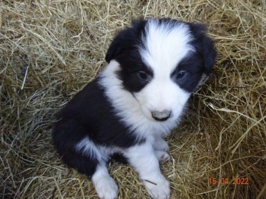 Adorable Border Collie Puppies for sale