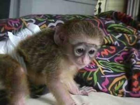 Adorable capuchin monkey available for adoption