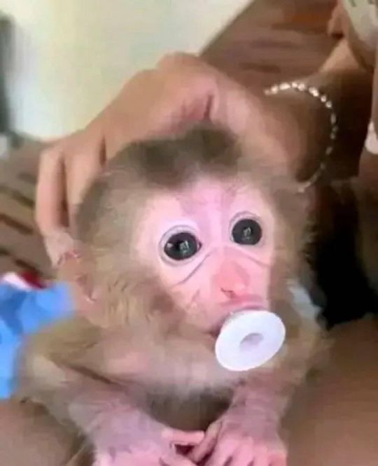 Adorable capuchin monkey for sale