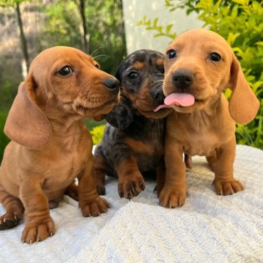 Adorable dachshund puppies