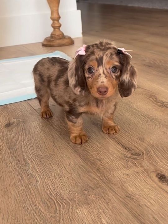Adorable Female Dachshund Puppy Ready for Home