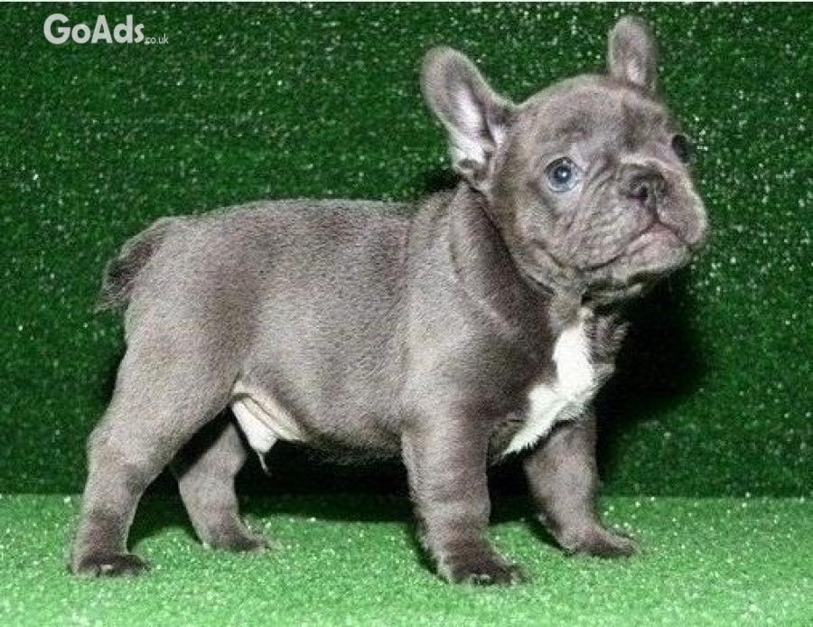 Adorable French Bulldogs Puppies
