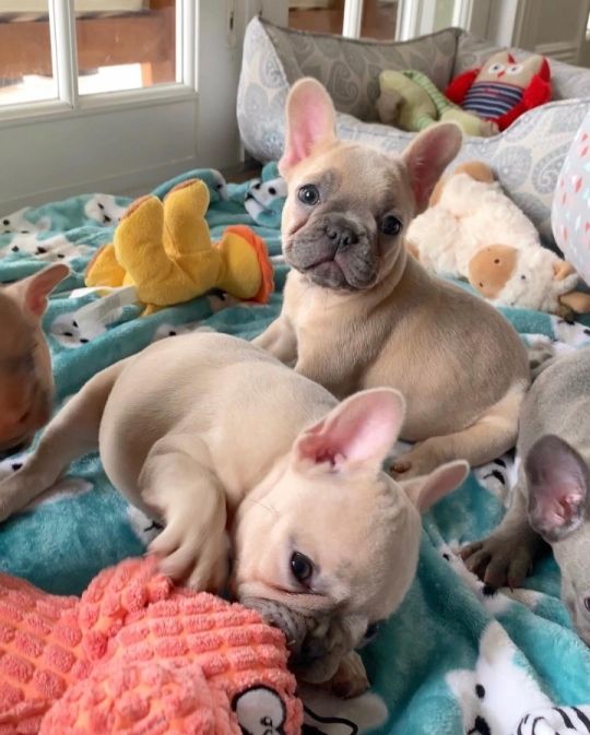 Adorable french bullpuppies