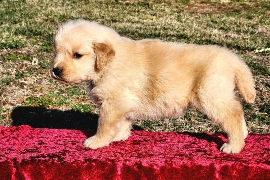 Adorable Golden Retriever Puppies For Sale