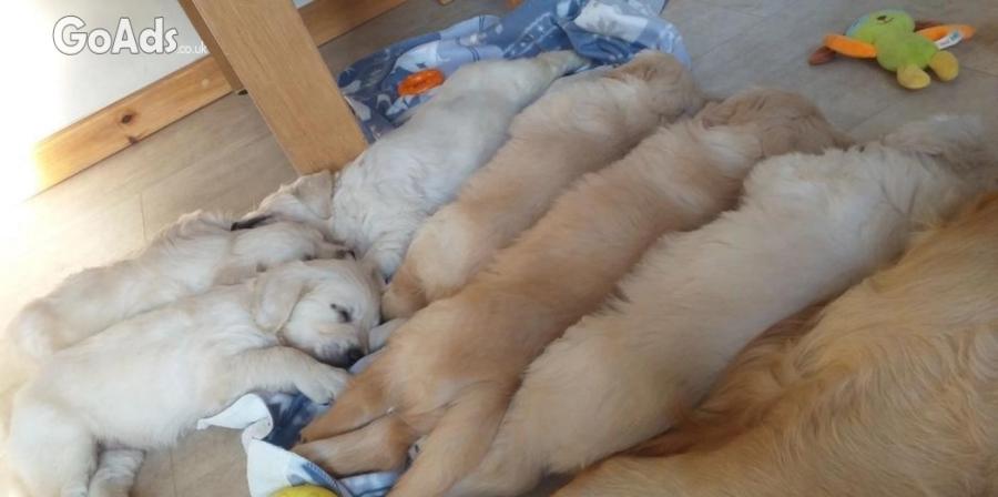 Adorable golden retriever puppies 