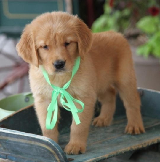 Adorable Golden Retriever