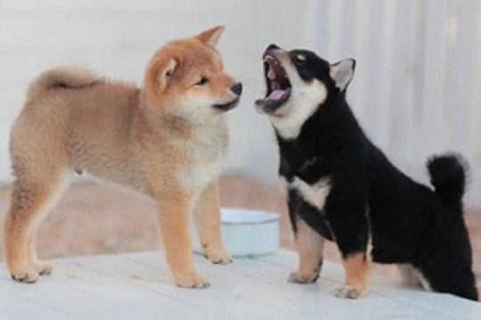 Adorable Home raised Shiba Inu puppies