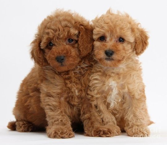 Adorable Housebroken Poodle Puppies Ready for Loving Homes
