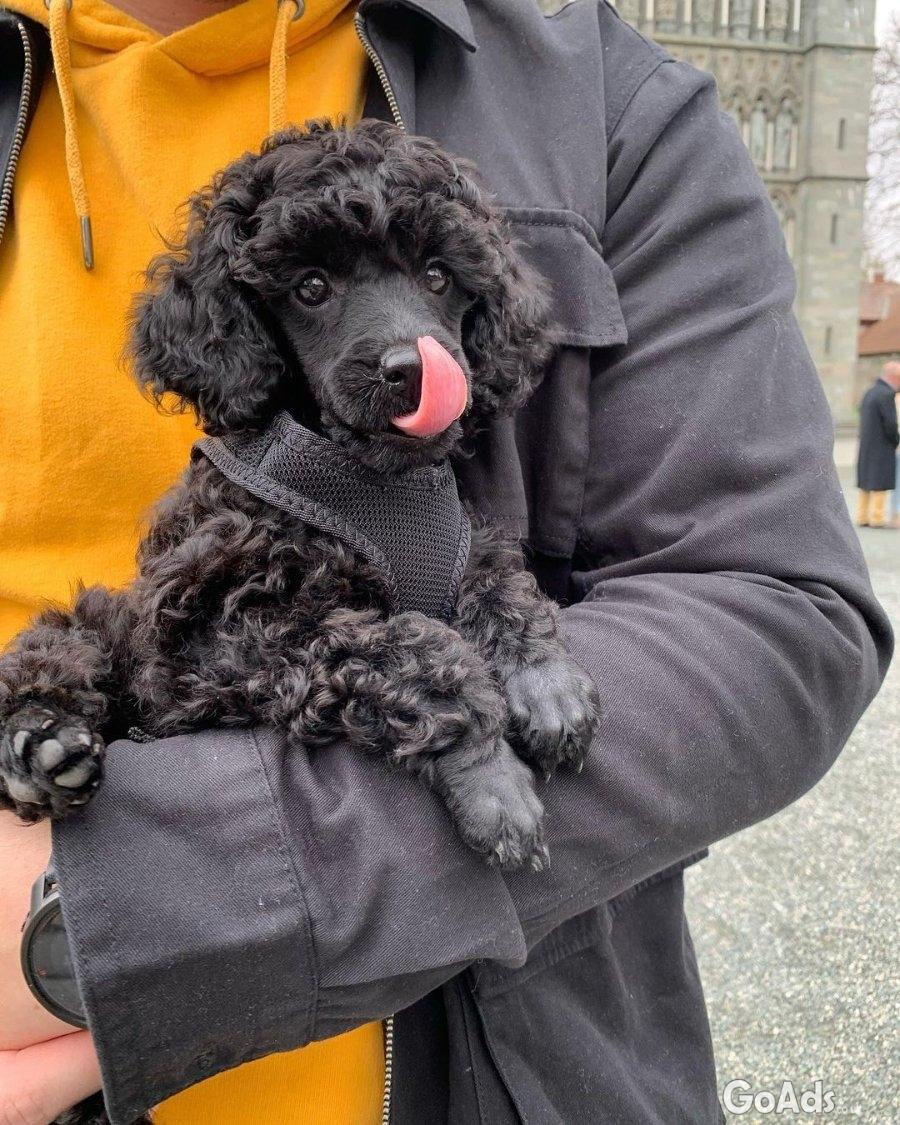 Adorable Housebroken Poodle Puppies Ready for Loving Homes