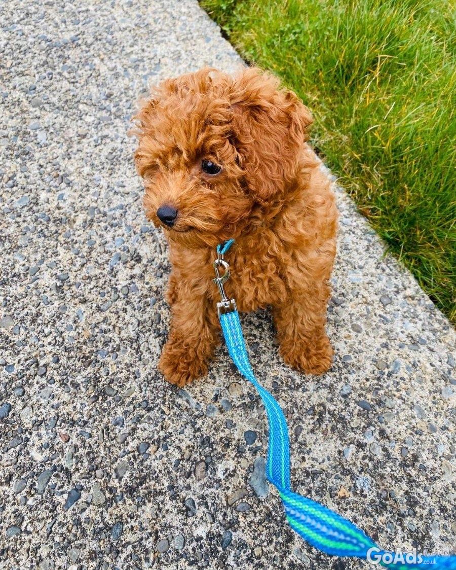 Adorable Housebroken Poodle Puppies Ready for Loving Homes