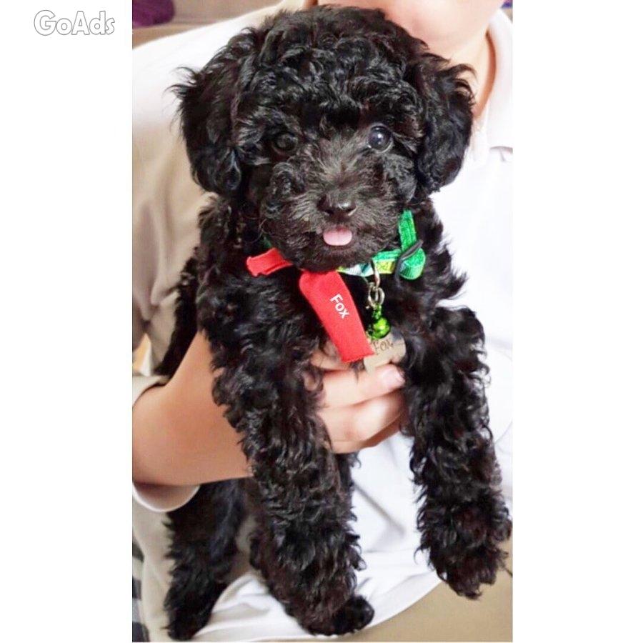 Adorable Housebroken Poodle Puppies Ready for Loving Homes