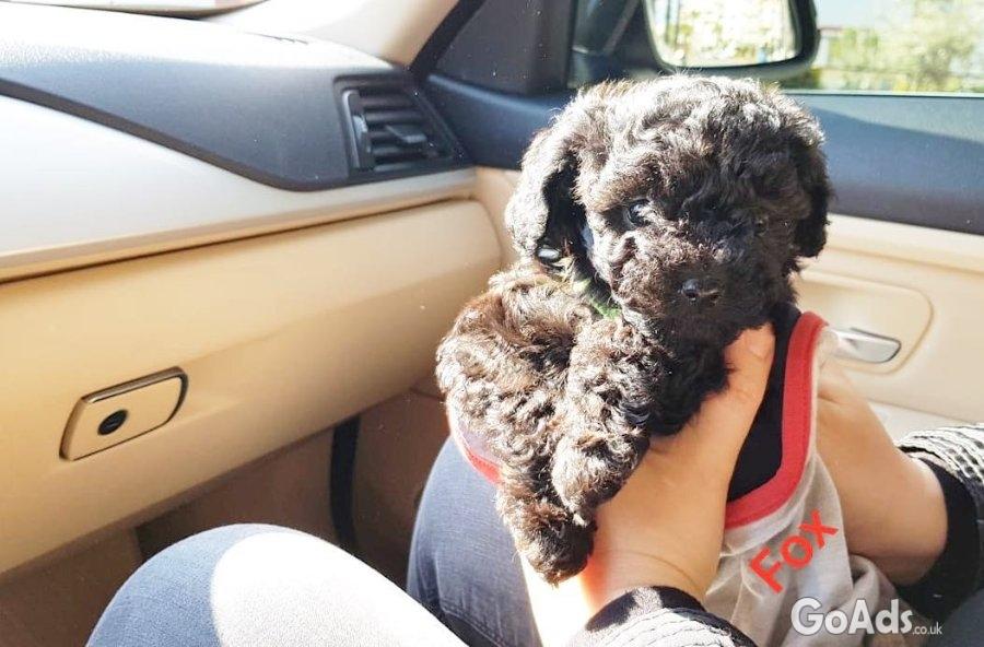 Adorable Housebroken Poodle Puppies Ready for Loving Homes