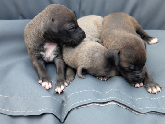 Adorable Italian Greyhound Puppies