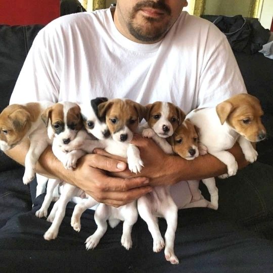 Adorable Jack Russell puppies for sale