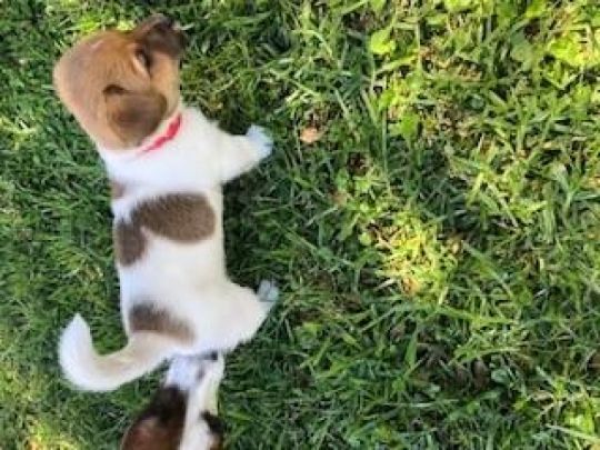Adorable Jack Russell Puppies