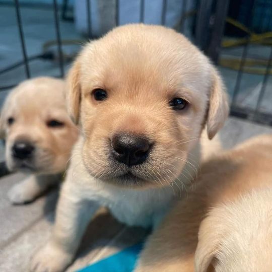 Adorable lovely Labrador  retriever puppies