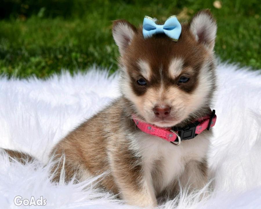 Adorable male and female Pomsky puppies for adoption