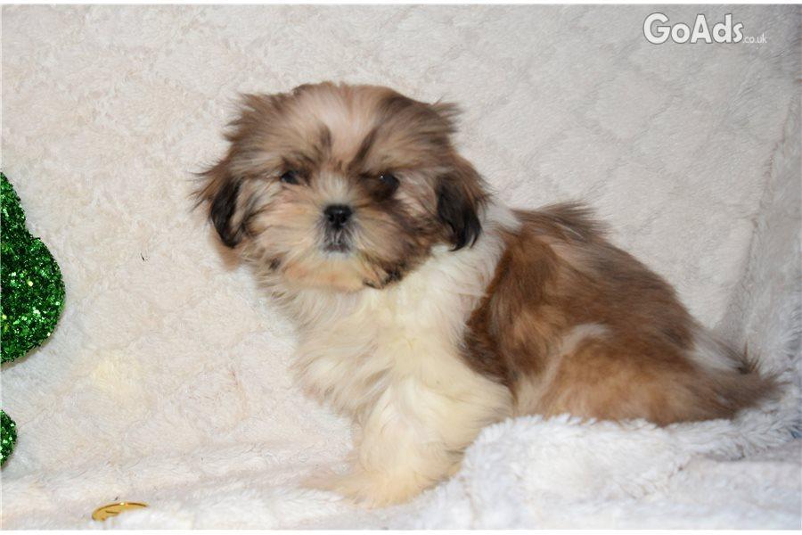 Adorable Male And Female Shih Tzu Puppies Sale