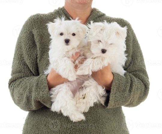 Adorable Maltese Puppies