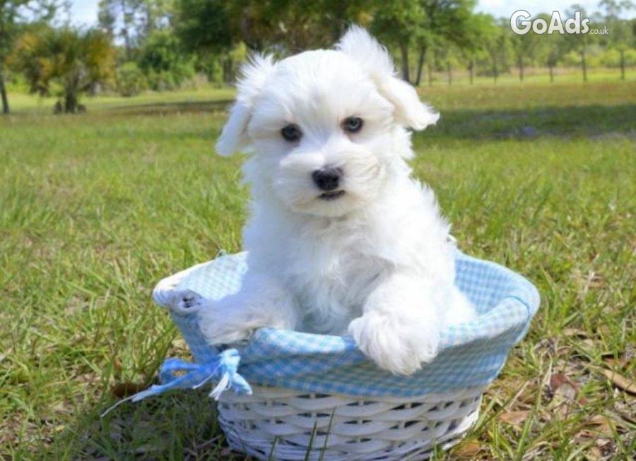 Adorable Maltese Puppies