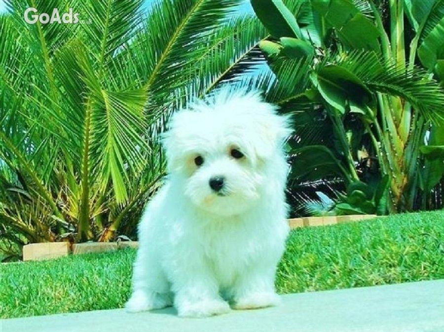 Adorable Maltese Puppies
