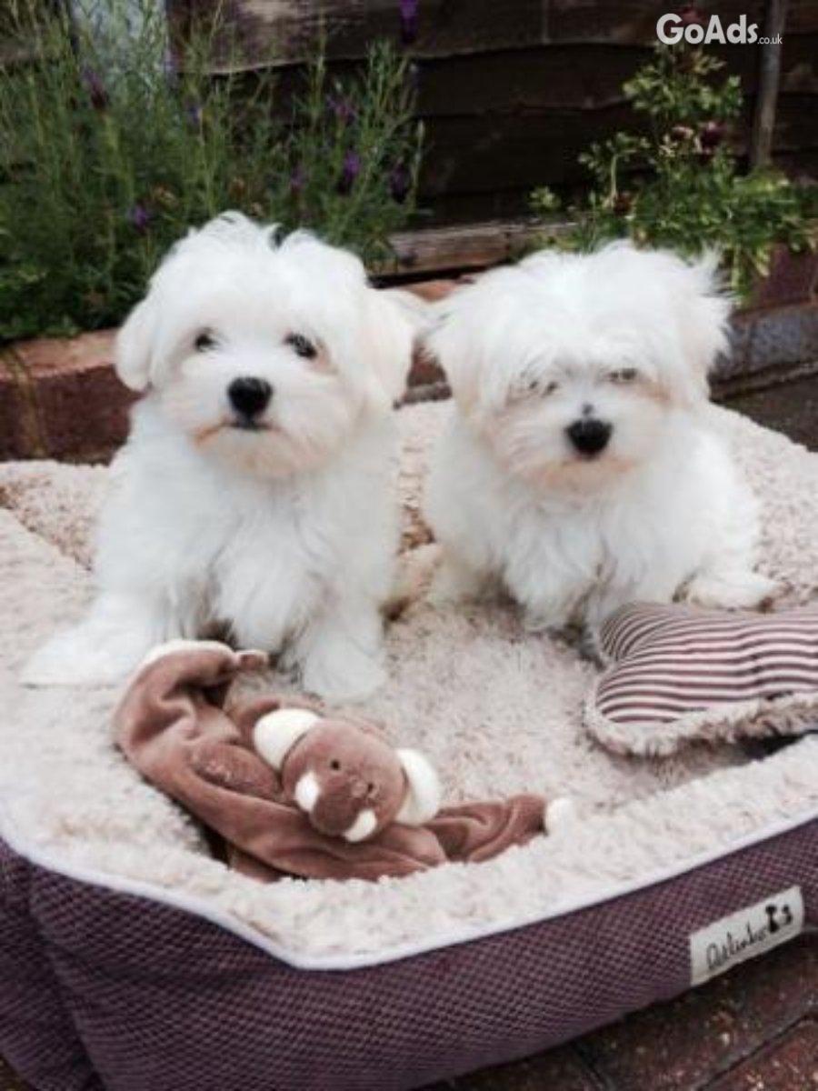 Adorable Maltese Puppies