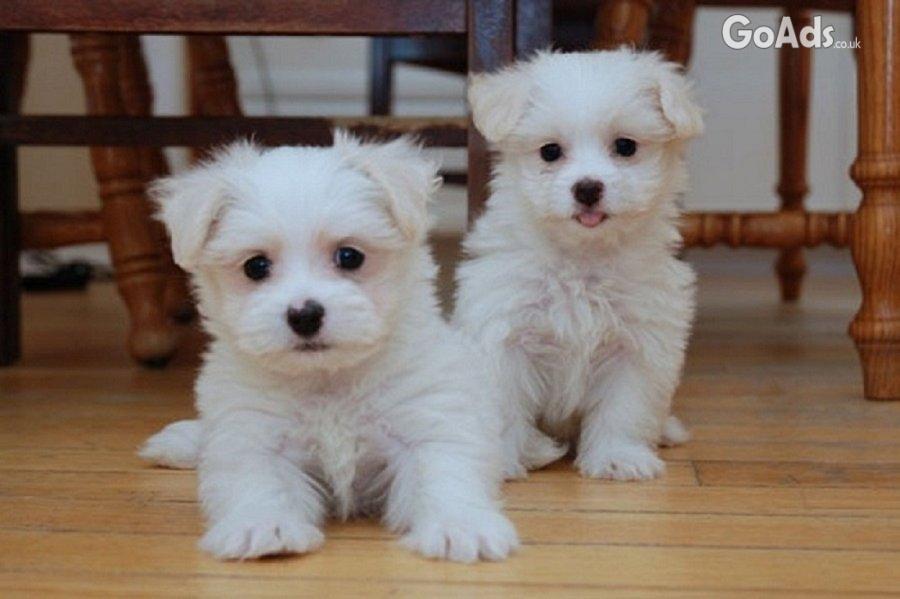 Adorable Maltese Puppies