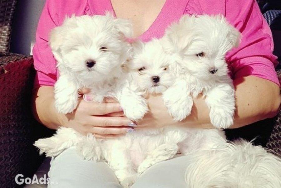 Adorable Maltese Puppies