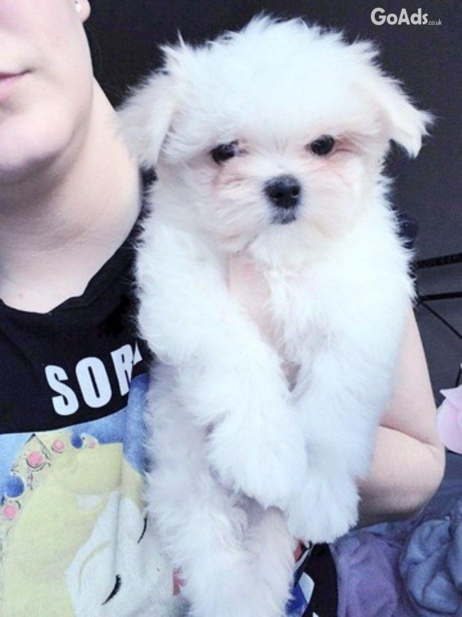 Adorable Maltese Puppies