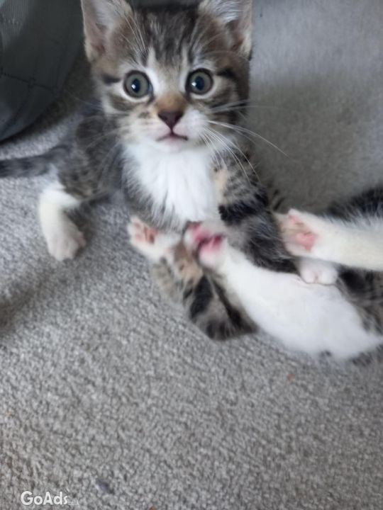 Adorable Mixed Tabby Kittens for Sale!