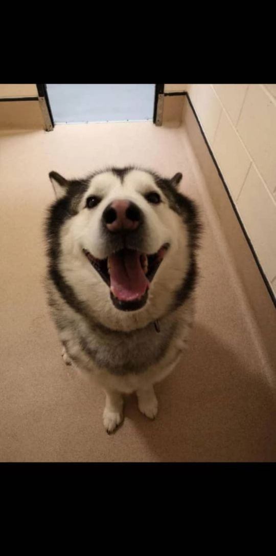 Adorable pets